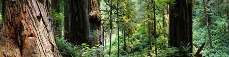 Redwood bos in Redwood National Park