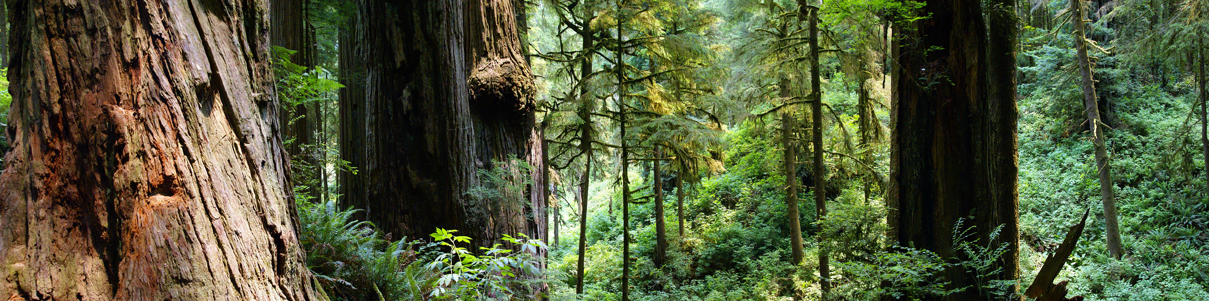 Redwoods in Redwood National Park