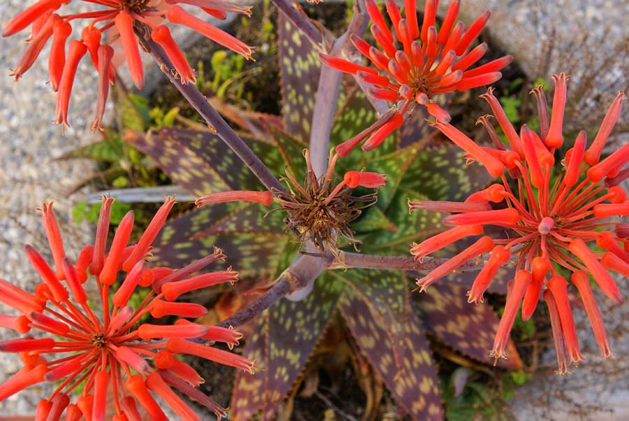 Aloe bij zwembad