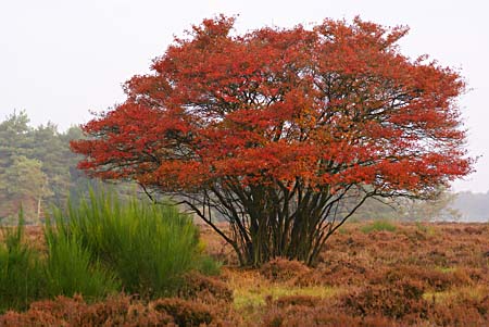 Krentenboom op de hei