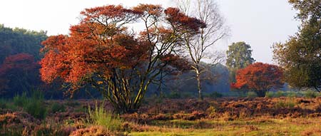 Krentenboom op de hei