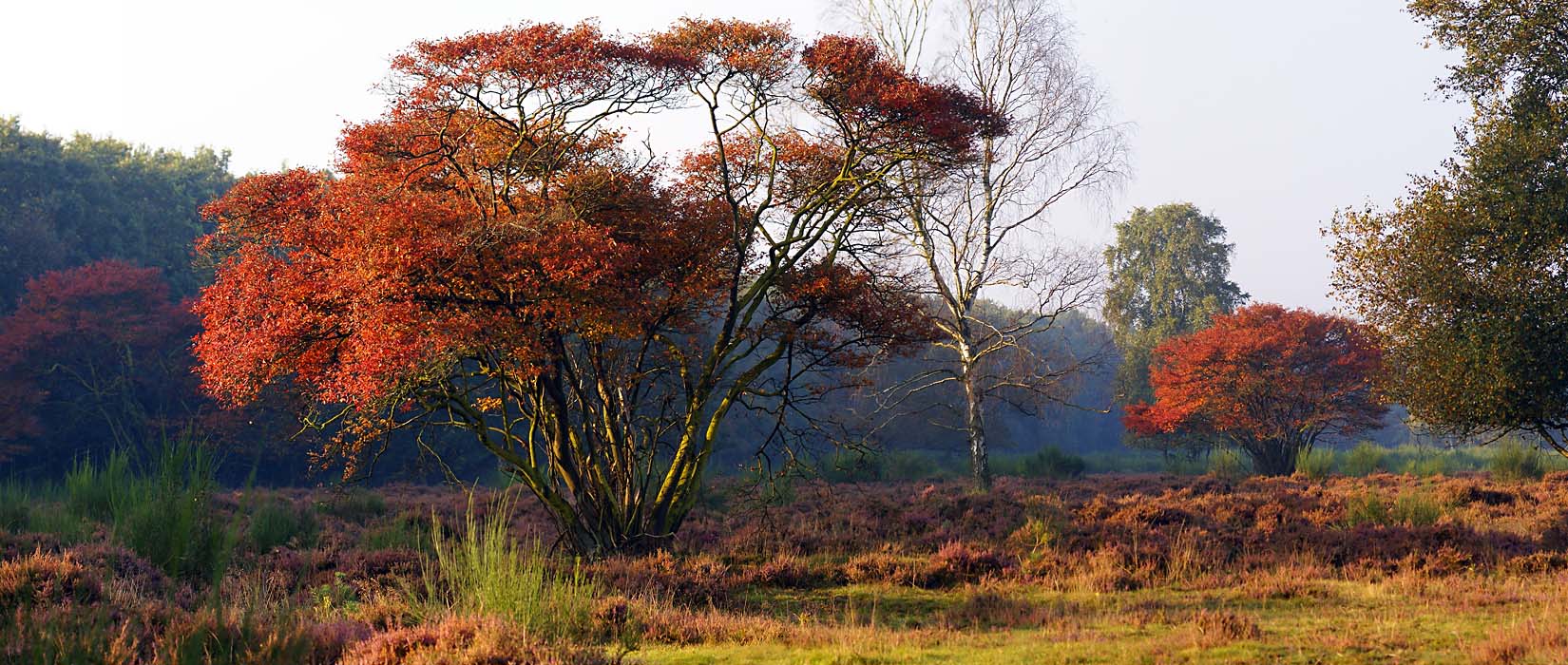 krentenboom op de hei