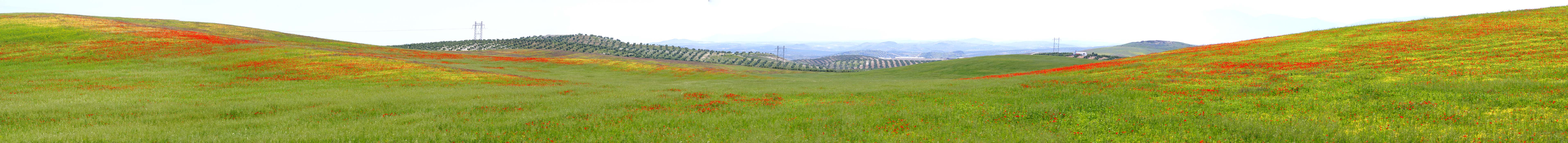 In de omgeving van Jaén