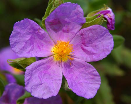 Jara Blanca ( Cistus albidus)