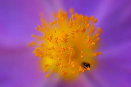 cistus albidus