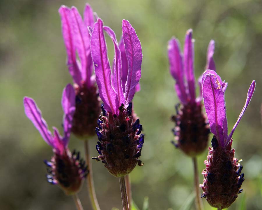 Lavendula Stoechas (kuiflavendel)