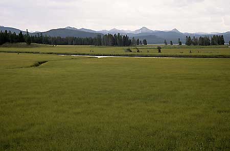 Pelican Creek, Yellowstone Lake