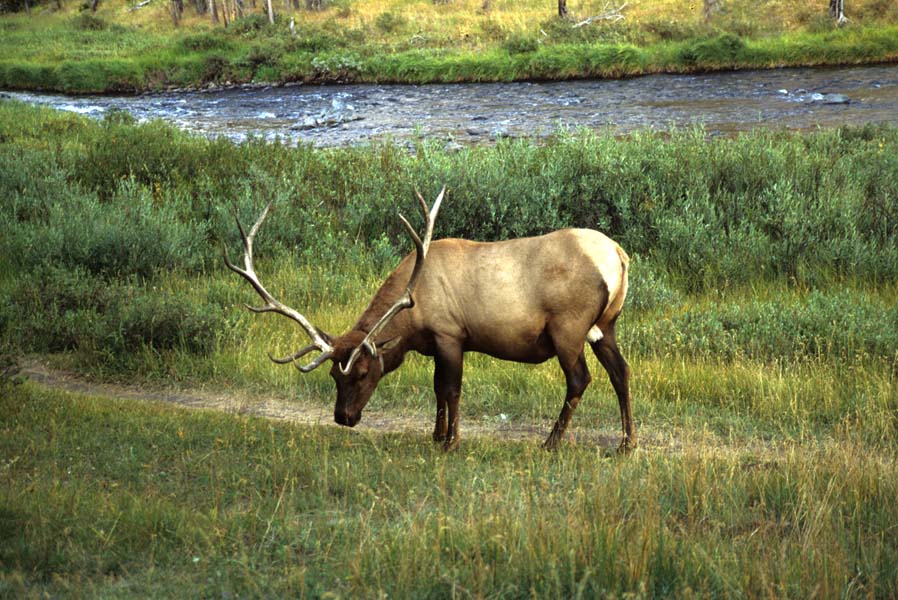 Elk