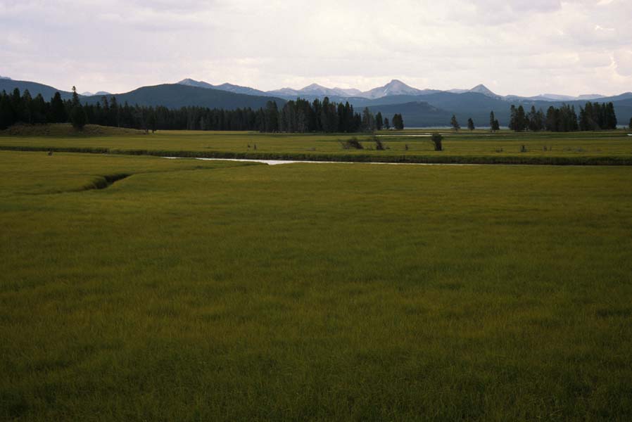 Pelican creek Yellowstone lake