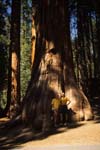 Giant sequoia